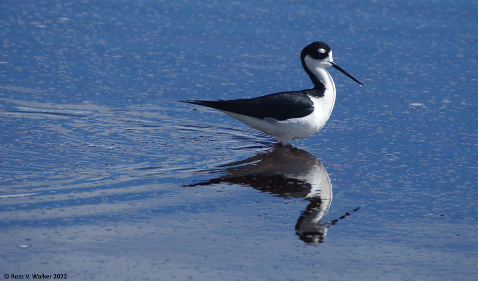 Black-necked stilt, Bear Lake National Wildlife Refuge, Idaho