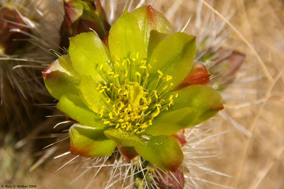 Silver cholla cactus flower, Hole In The Wall, Mojave National Preserve, California