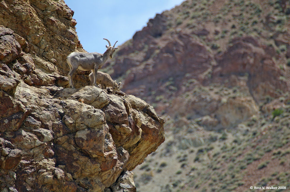 Bighorn sheep, ewe and kid, on a cliff in Peavine Canyon, Nevada
