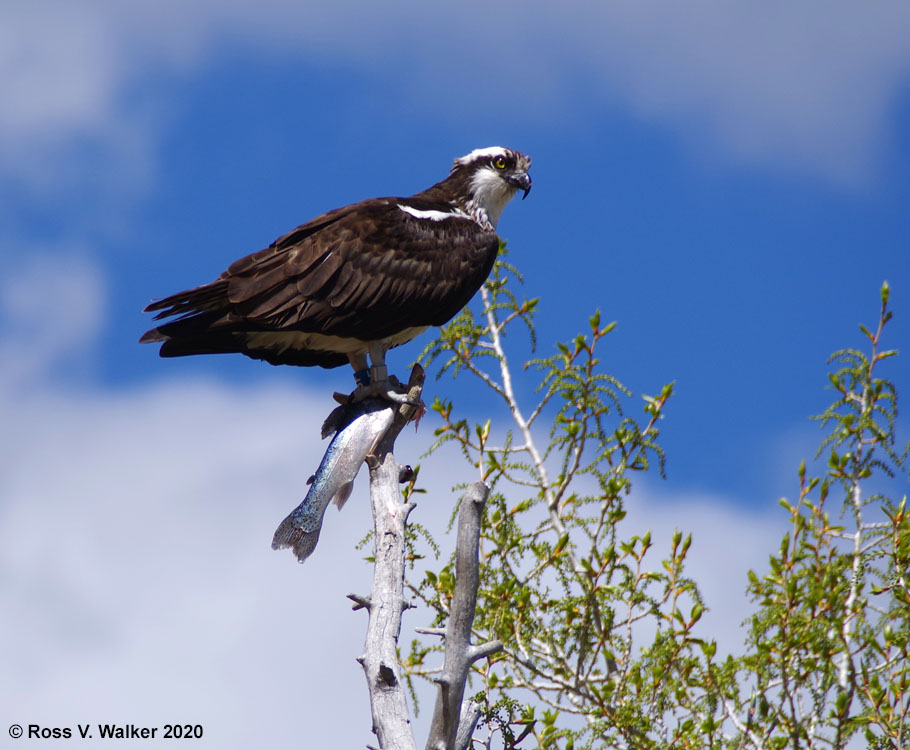 Osprey with rainbow trout