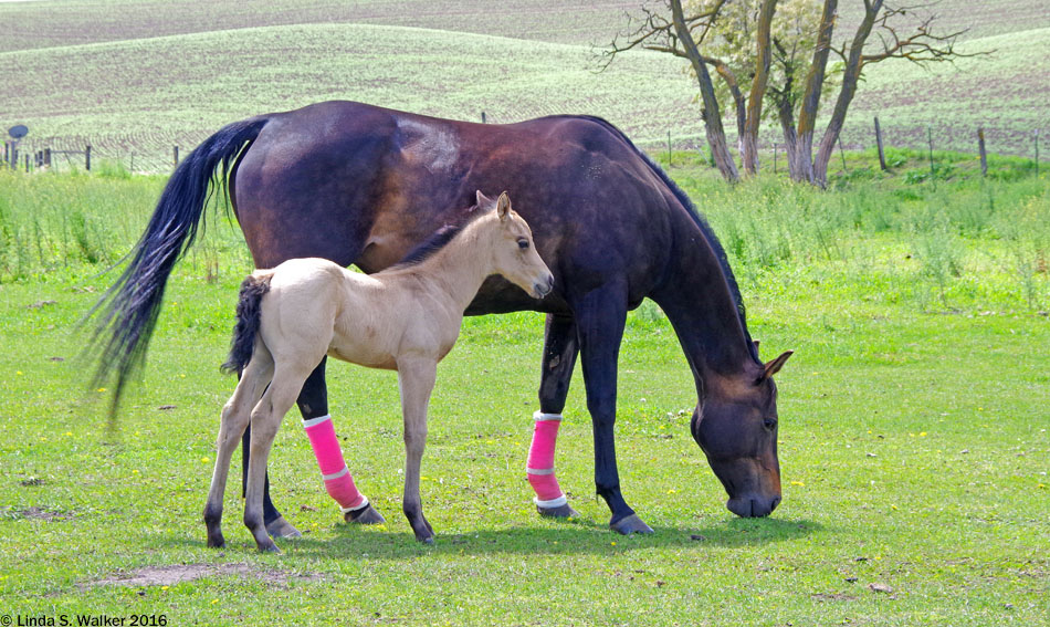 Mare and foal near Colton, Washington in the Palouse region