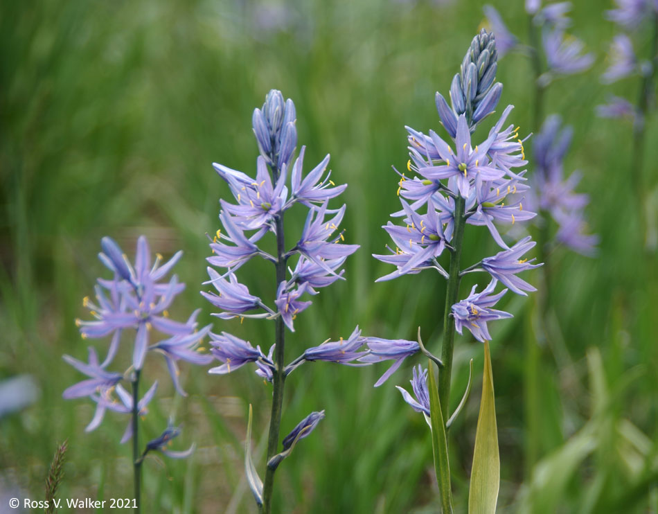 Camas, Paris Canyon, Bear Lake Valley, Idaho