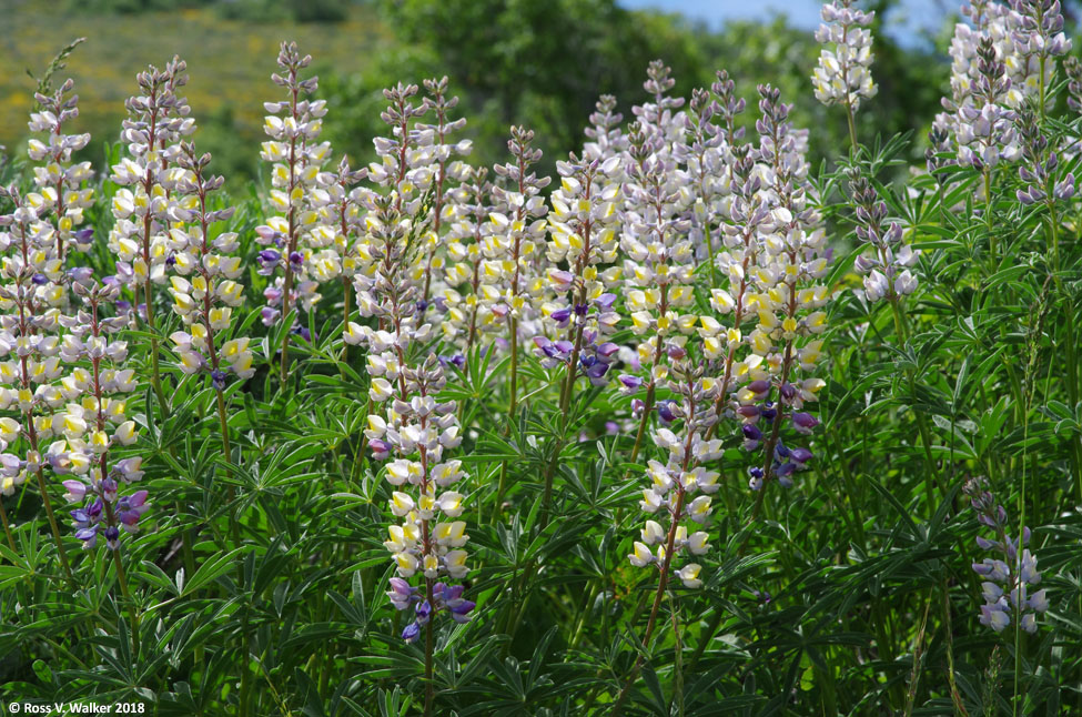 Longspur lupine in the hills near Liberty, Idaho