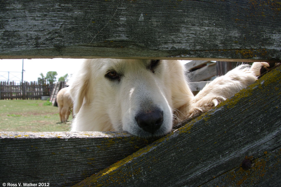 A Maremmano sheepdog takes a break from guarding alpacas, Montpelier, Idaho