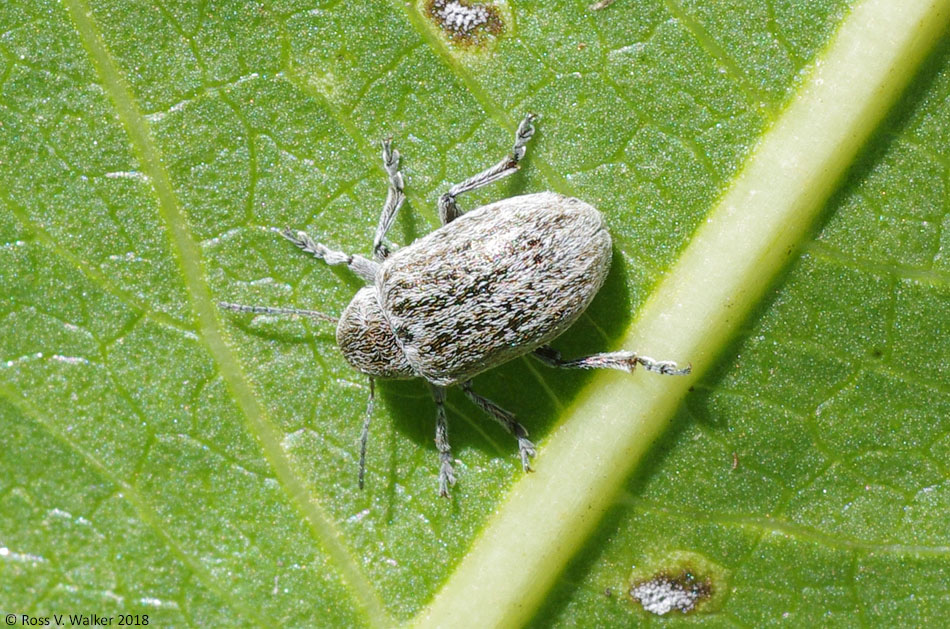 Glyptoscelis leaf beetle on arrowleaf balsamroot leaf, Sharon, Idaho