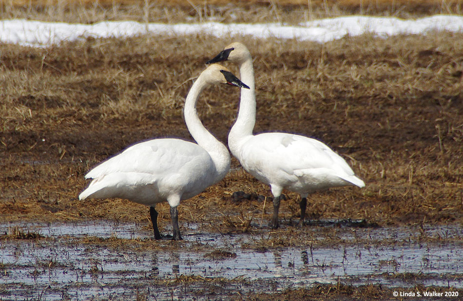 Trumpeter swans grazing in grain field snowmelt in Nounan, Idaho