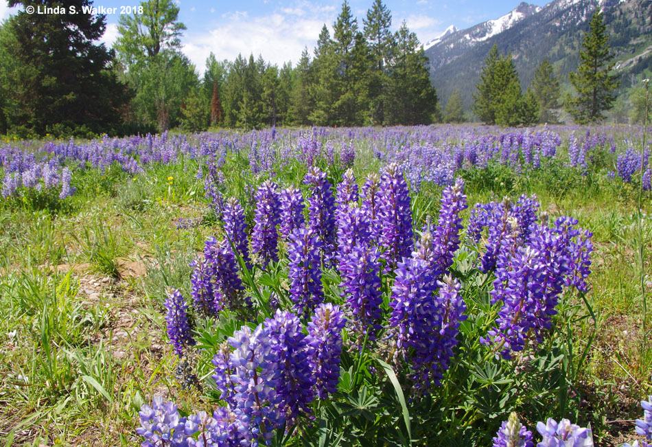 Silky lupine at Lupine Meadows, Grand Teton National Park, Wyoming