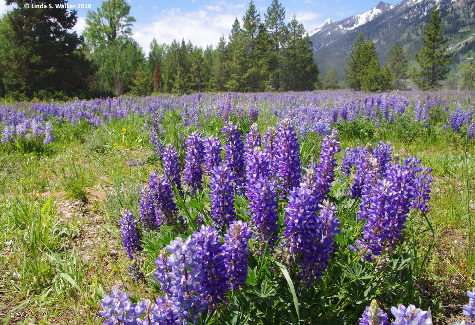 Lupine Meadows, Grand Teton National Park, Wyoming