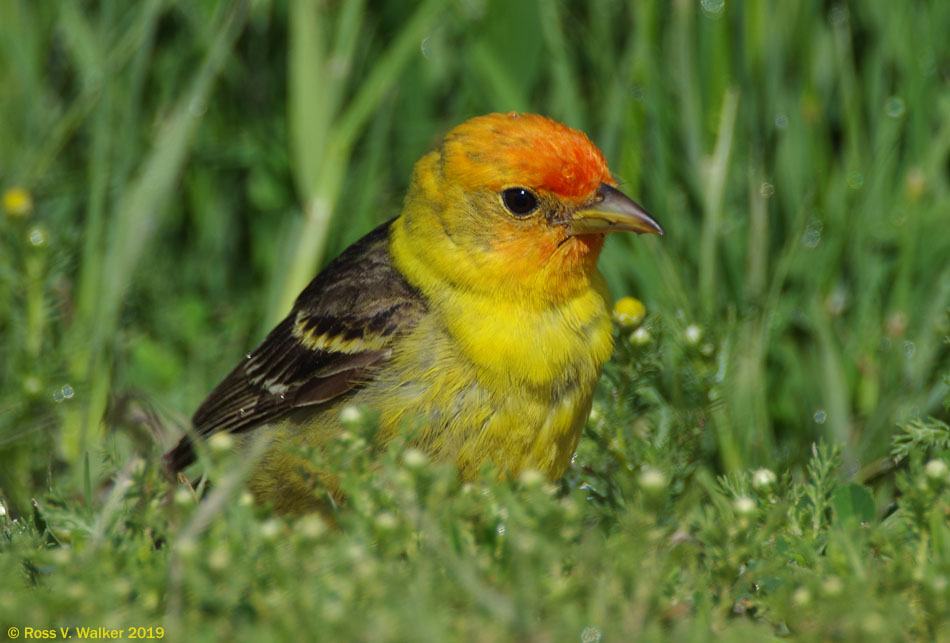 Western tanager, Bear Lake National Wildlife Refuge, Idaho