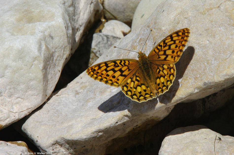 Callippe Fritillary butterfly on the shoreline rocks at Cisco Beach, Bear Lake, Utah
