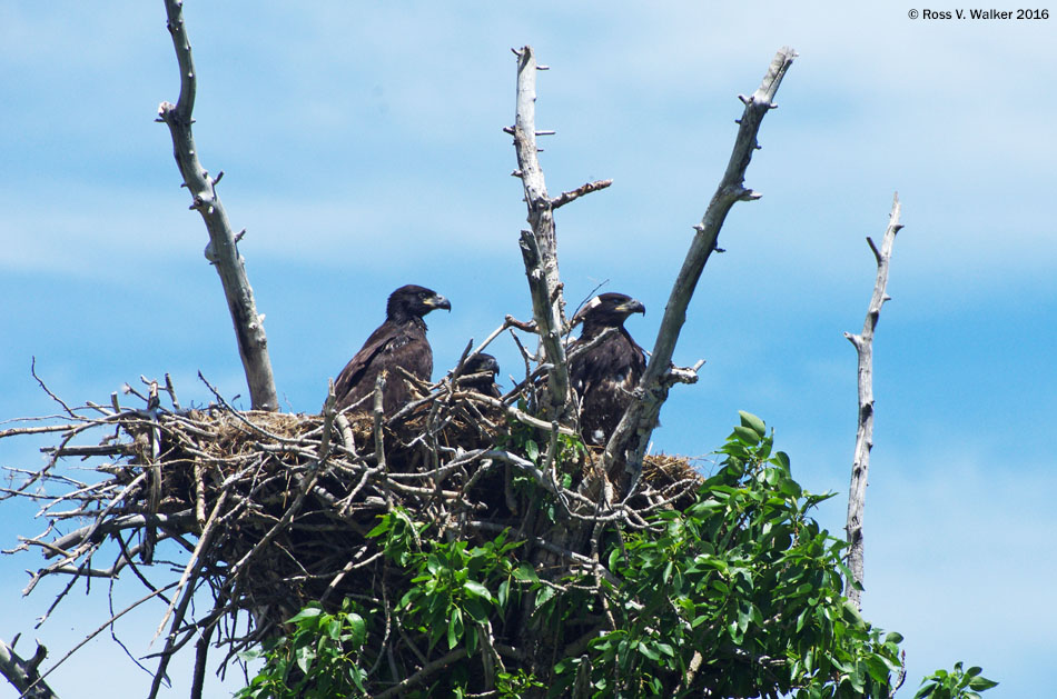 hree bald eagle chicks on a nest in the Bear Lake Valley, Idaho