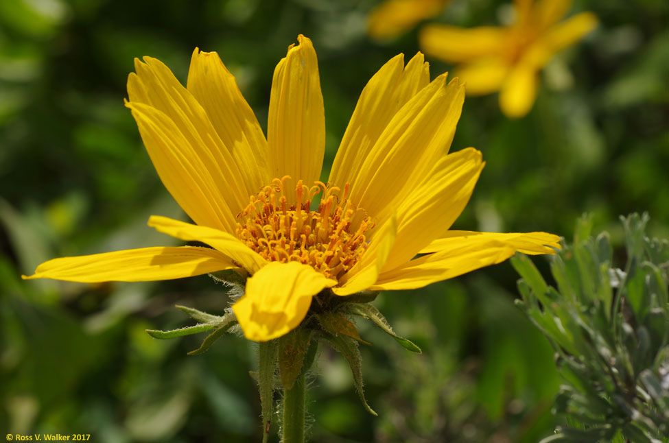 Arrowleaf balsamroot flower on Salt River Pass, Wyoming