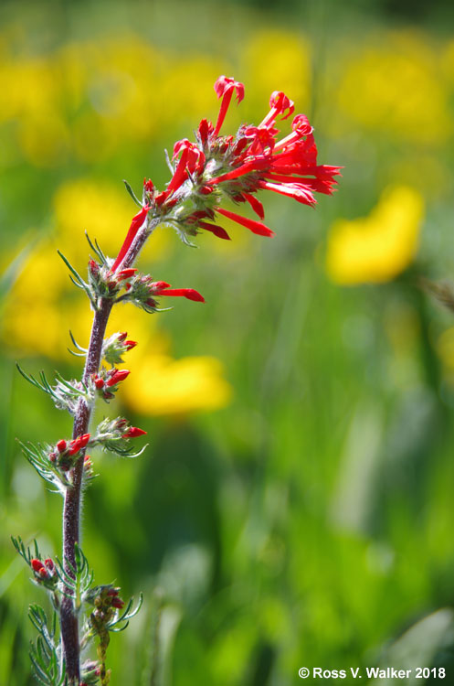 Scarlet Gilia, or skyrocket, at Salt River Pass, Wyoming