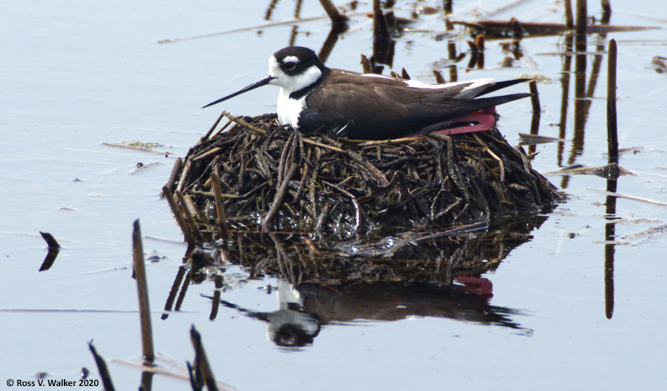 Black-necked stilt, Bear Lake National Wildlife Refuge, Idaho