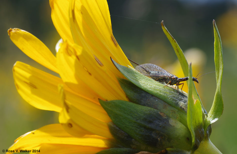 Snakefly on arrowleaf balsamroot