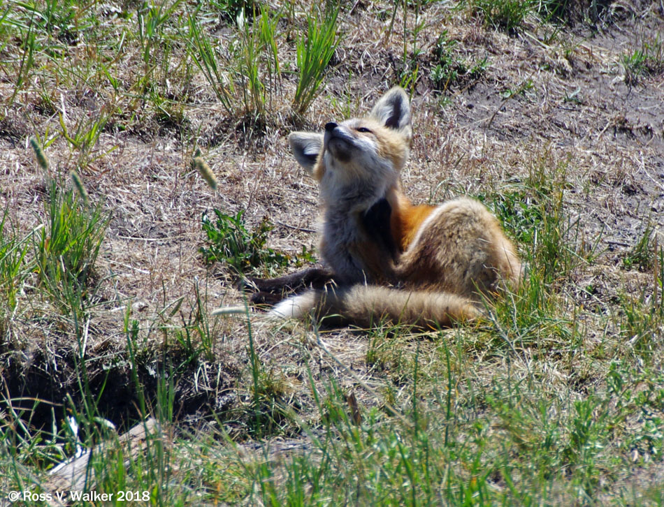A young red fox scratching an itch near its den, Ovid, Idaho
