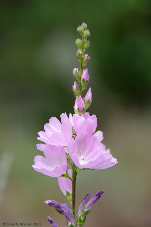 Oregon checkermallow, Ruby City, Idaho