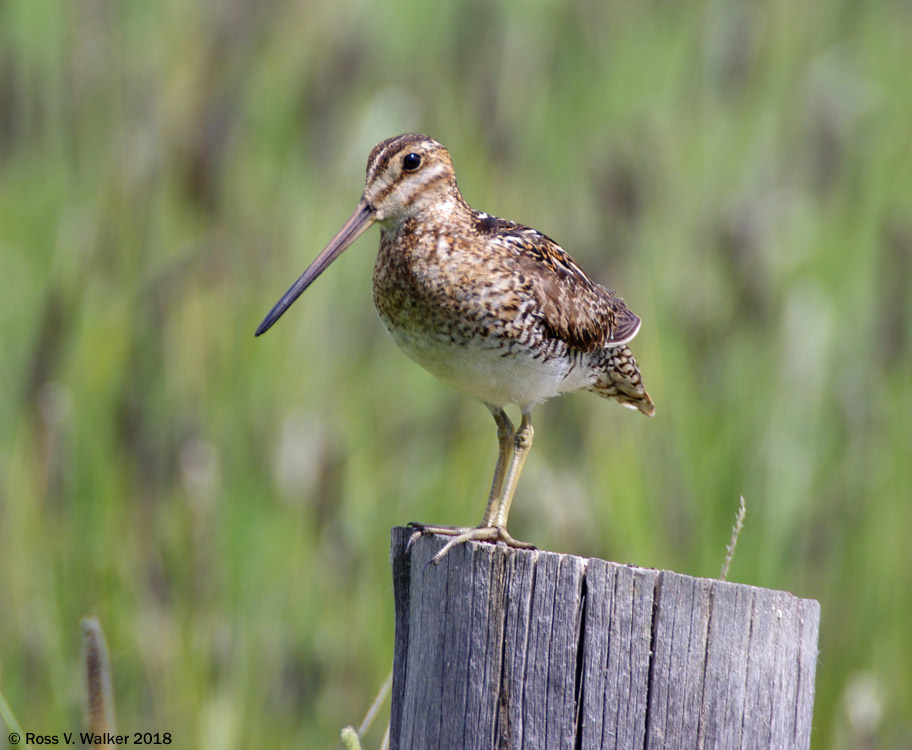 Common snipe near Ovid, Idaho