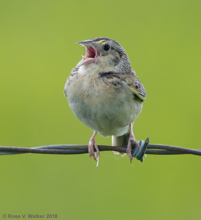 Grasshopper sparrow near Ovid, Idaho