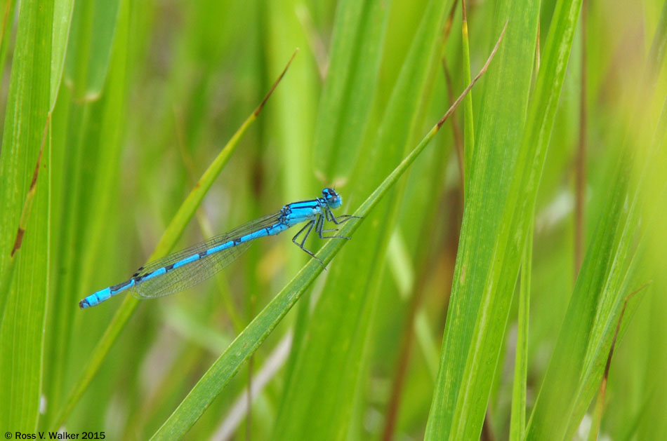 Familiar bluet damselfly at Mud Lake, Bear Lake County, Idaho