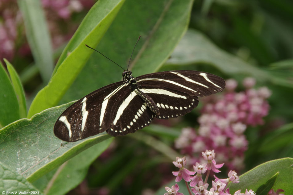 Zebra Longwing Heliconian Butterfly at The Butterfly Haven, Pingree, Idaho