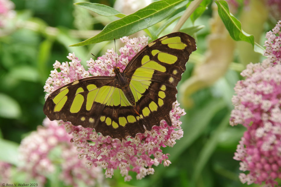 Malachite butterfly at The Butterfly Haven, Pingree, Idaho