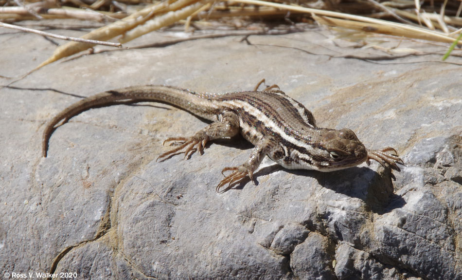 Female northern sagebrush lizard, Bear Lake State Park, Idaho