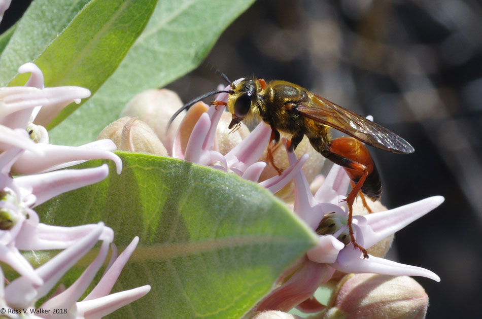 Thread-waisted wasp on milkweed, Bear Lake State Park, Idaho