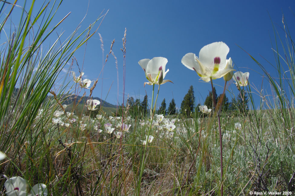 Sego lilies, Land of the Yankee Fork State Park, Idaho