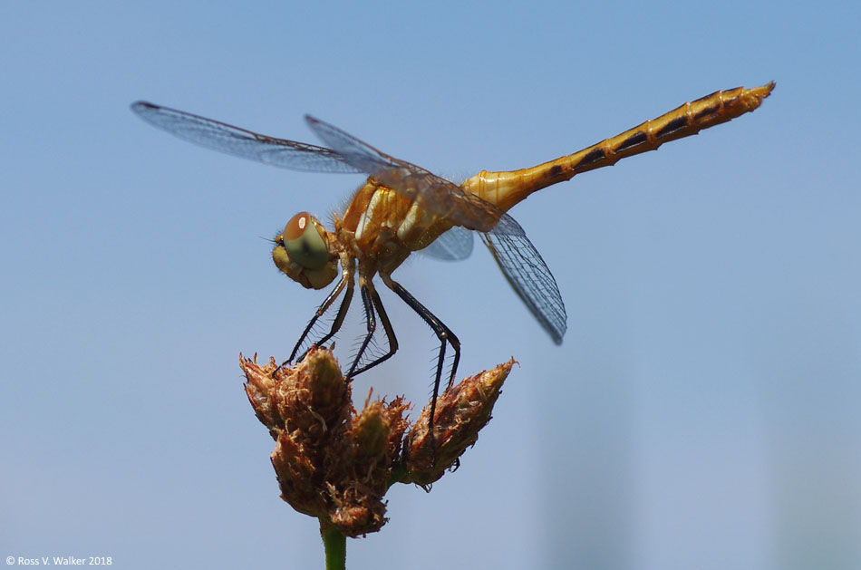 Striped meadowawk dragonfly, Mud Lake, Bear Lake County, Idaho