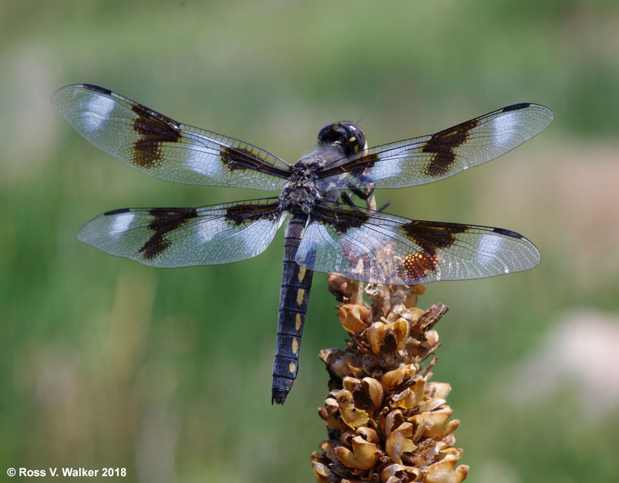 Eight spotted skimmer near Bear Lake, Idaho