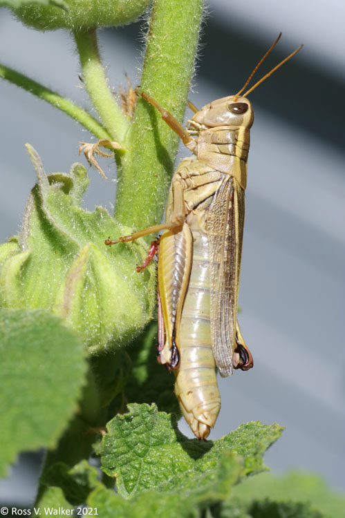 Two-striped grasshopper on a hollyhock, Montpelier, Idaho