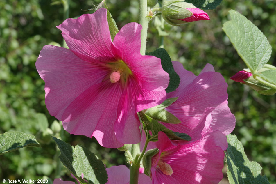 Hollyhocks, Montpelier, Idaho