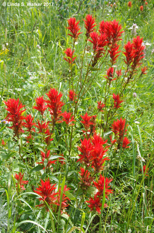 Scarlet Indian Paintbrush, Emigration Canyon, Idaho
