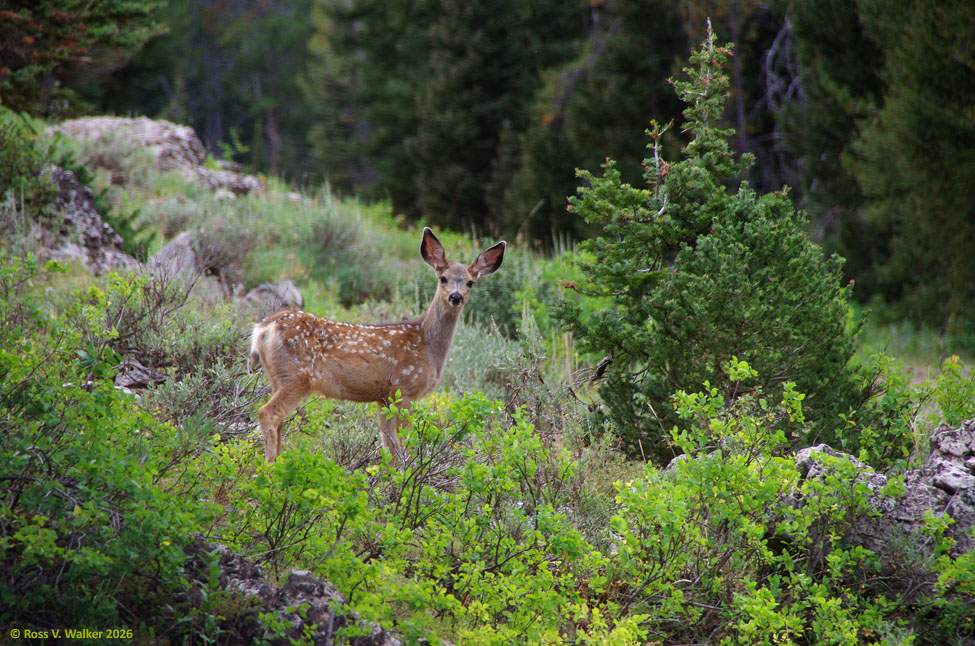Mule deer fawn
