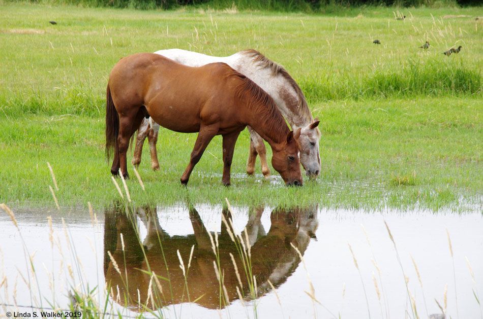 Horses reflected in an irrigated field, Bloomington, Idaho