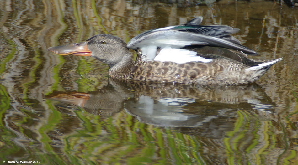 Female northern shoveler duck, Bear Lake National Wildlife Refuge, Idaho