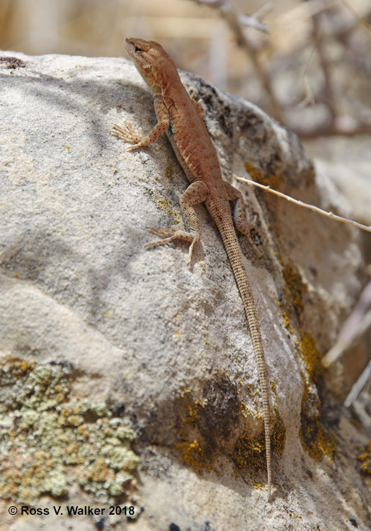 Plateau Fence Lizard, McKee Springs, Dinosaur National Monument, Utah