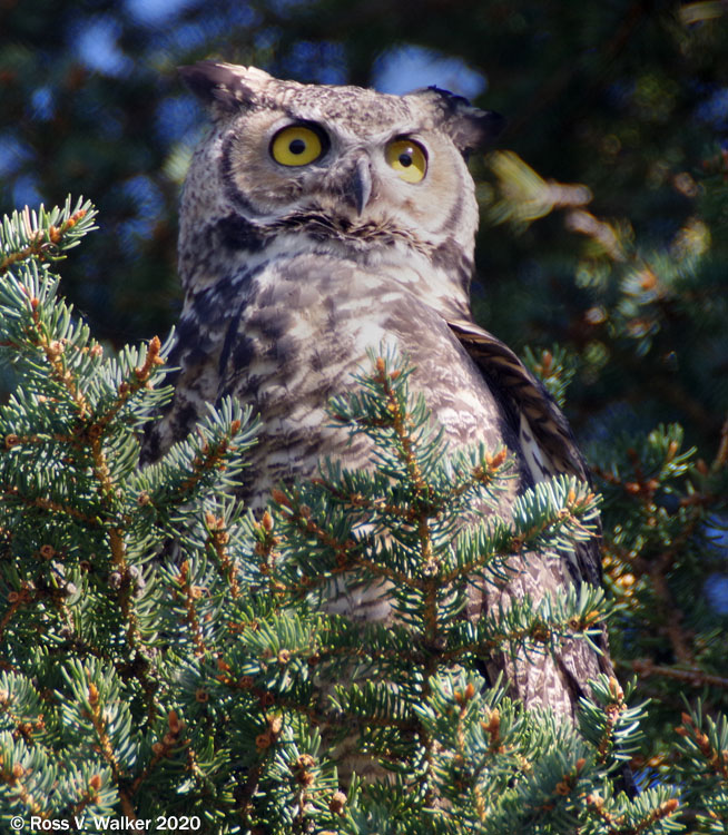 Great horned owl