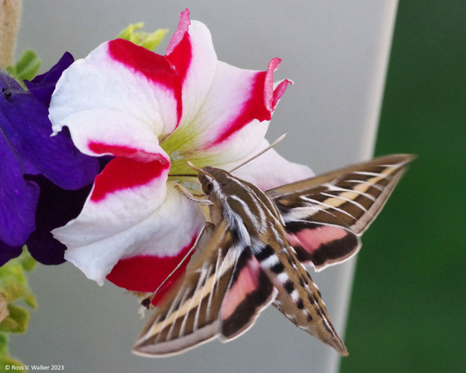 White-lined sphinx moth, Montpelier, Idaho
