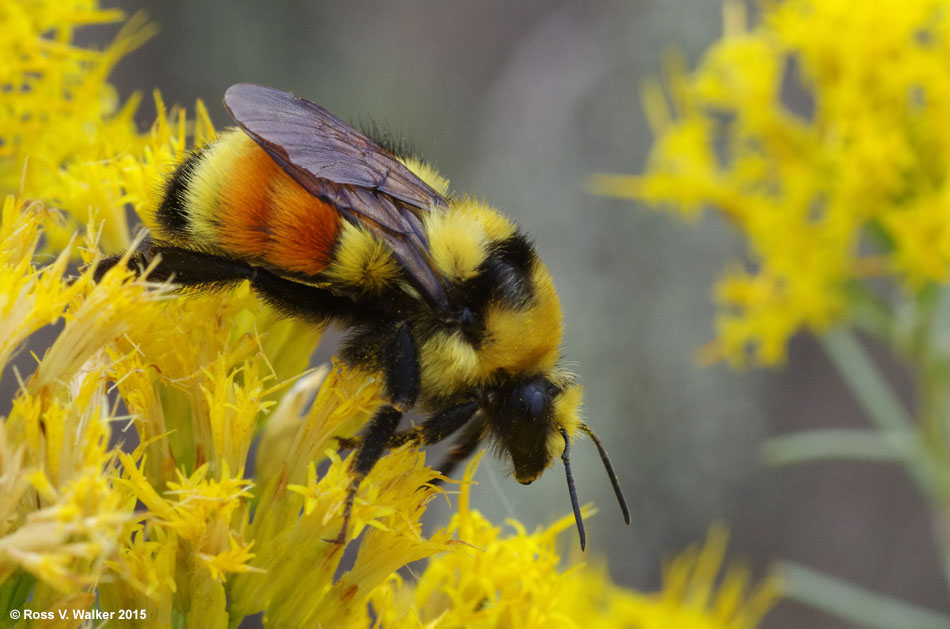 Tri-colored bumblebee on rabbitbrush, Bear Lake State Park, Idaho