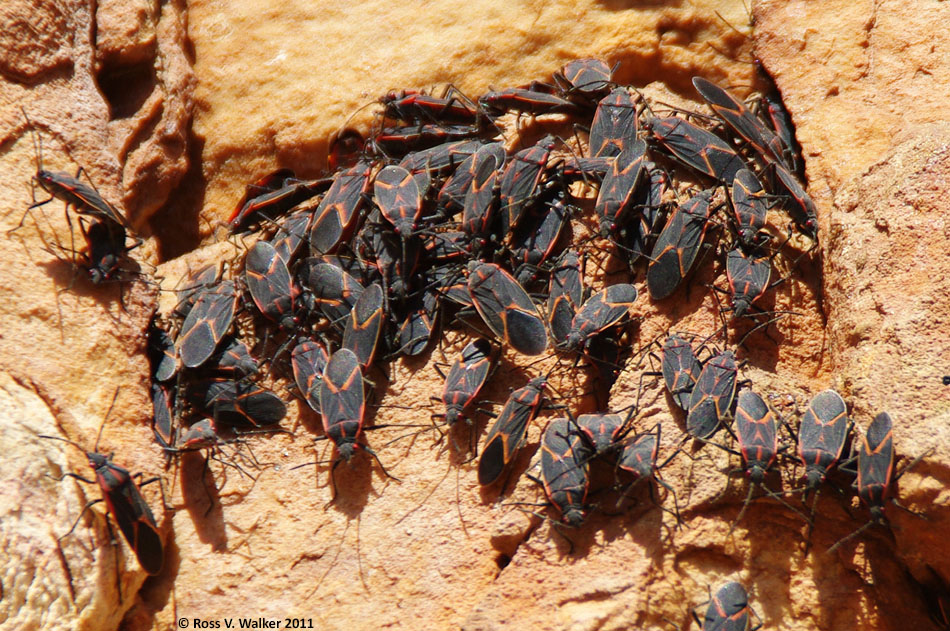 Boxelder bug swarm, Medicine Lodge State Park, Wyoming