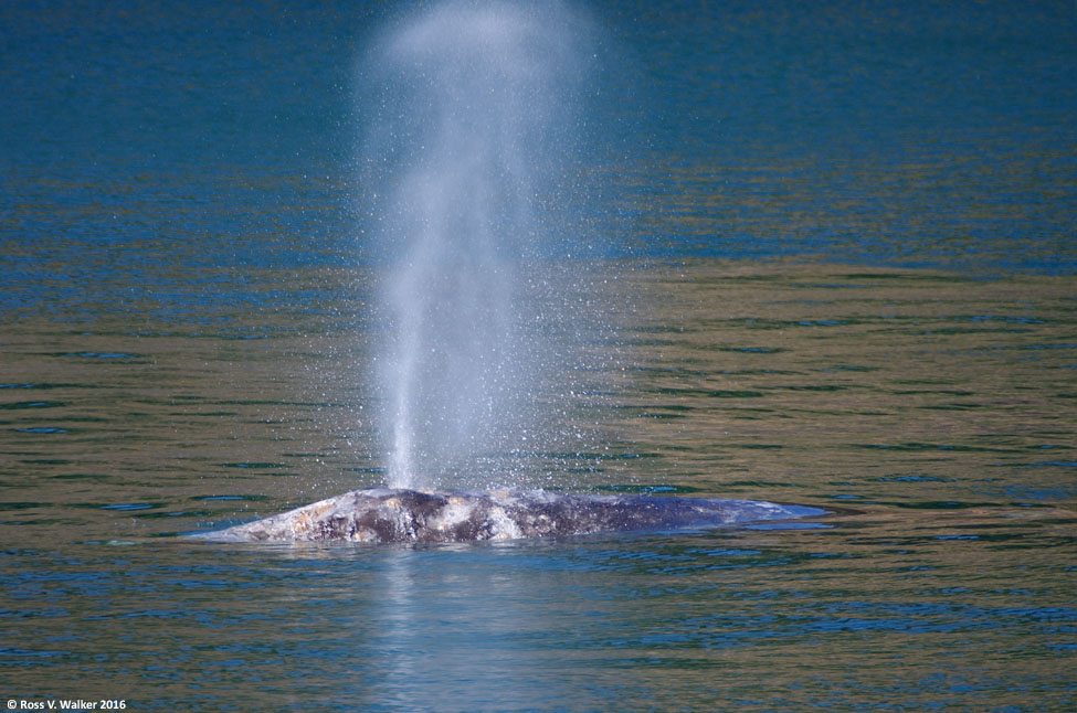 California Gray Whale at Port Orford, Oregon