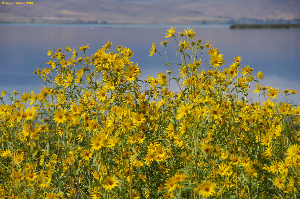 Wild sunflowers grow by the millions along the shore of Mud Lake in Idaho