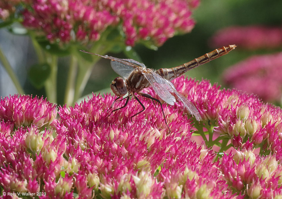 Shadow darner on sedum, Montpelier, Idaho