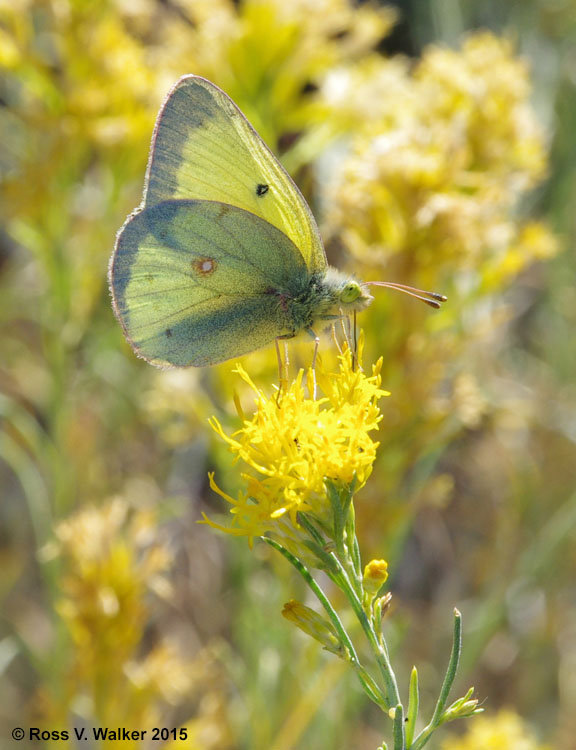 Clouded Sulphur butterfly on rabbitbrush, Topaz, Utah