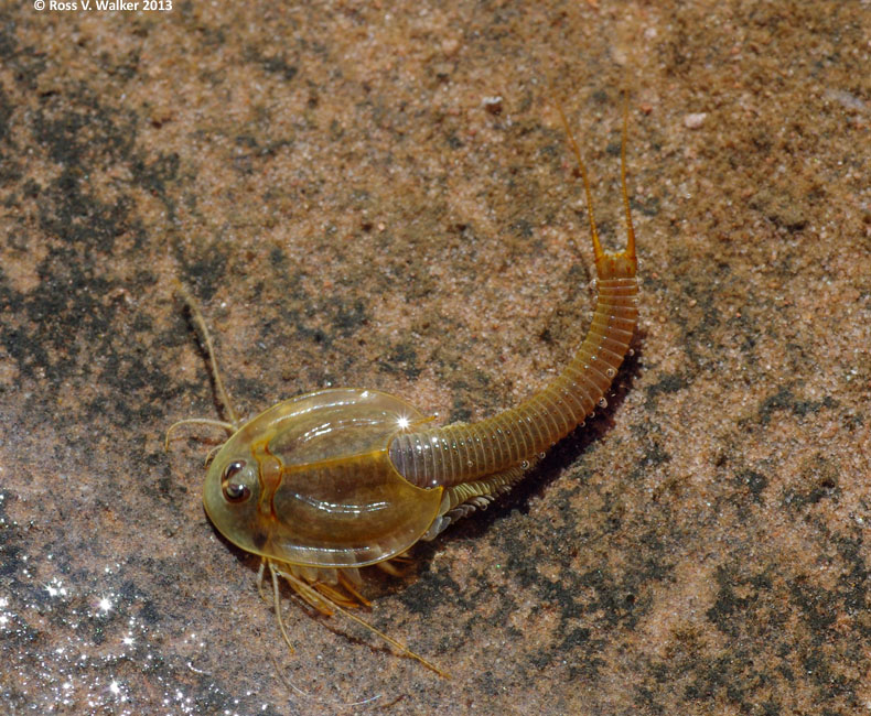 Tadpole shrimp in a pothole at Dead Horse Point, Utah