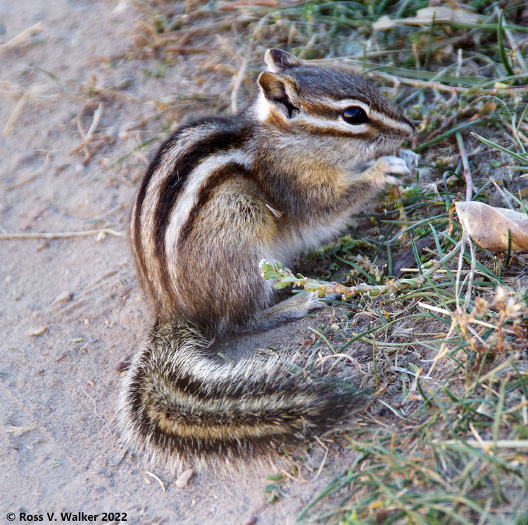 Chipmunk at Grand Teton National Park, Wyoming