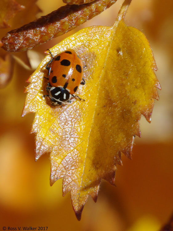 Convergent lady beetle, Cisco Beach, Bear Lake, Utah