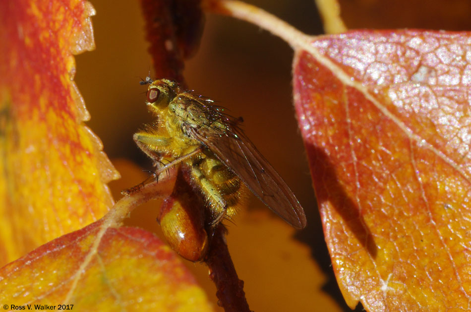 Male dung fly on autumn leaves, Bear Lake, Utah